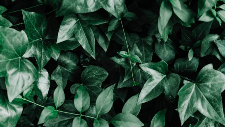 Ivy Natural Health & Beauty